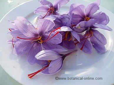 saffron flowers