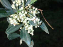 flower olive tree