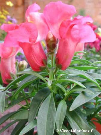 GARDEN SNAPDRAGON