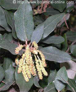 Holm oak catkins of flowers in spring