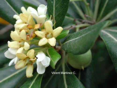 PITTOSPORUM