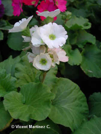 POISON PRIMROSE