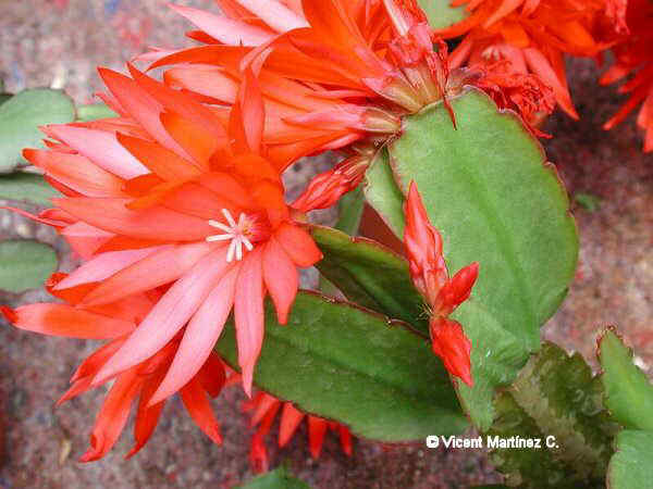 EASTER CACTUS