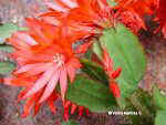 Easter cactus (Hatiora gaertneri )