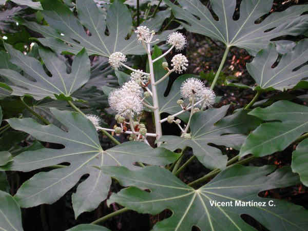 japanese fatsia