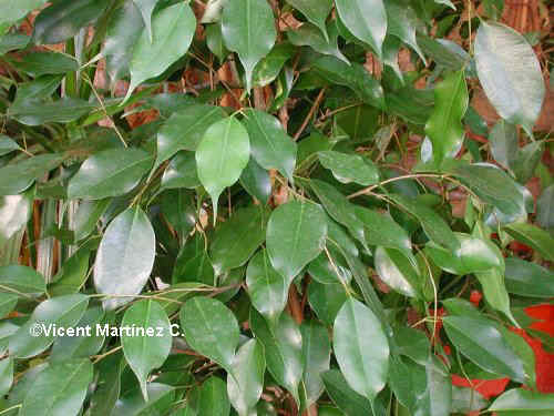 Ficus benjamina cultivation – Botanical online