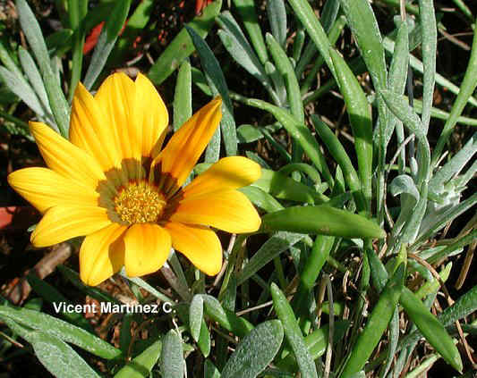 GAZANIA