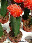Plaid cactus ( Gymnocalycium mihanovichii 