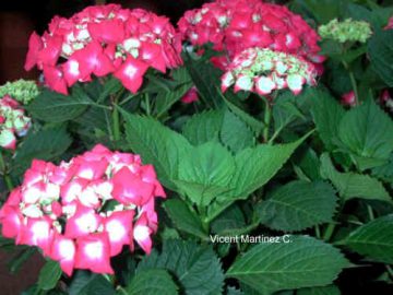 Hydrangea flowers