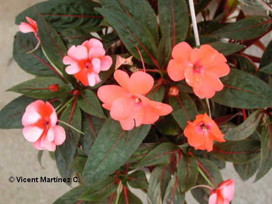 IMPATIENS