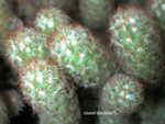 Mamillaria elongata