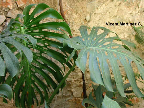 SPLIT-LEAF PHILODENDRON