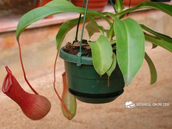 Nepenthes alata