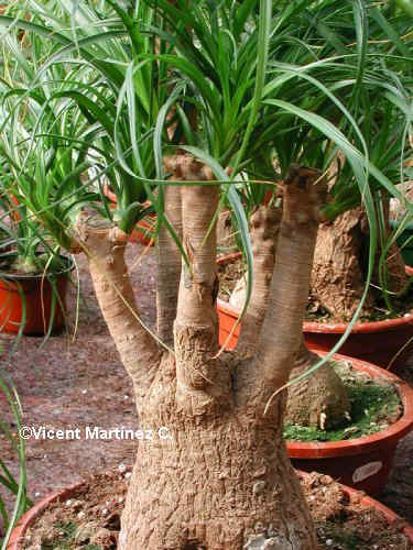 MEXICAN GRAS TREE