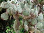 Silver dolar cactus ( Opuntia robusta )