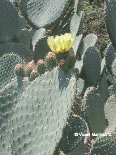 SAUCEPAN CACTUS