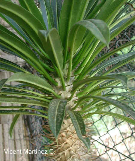 PACHYPODIUM