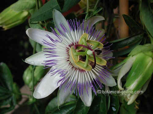 PASSION FLOWER