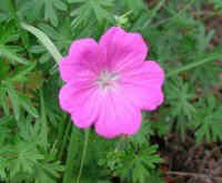 GERANIUM