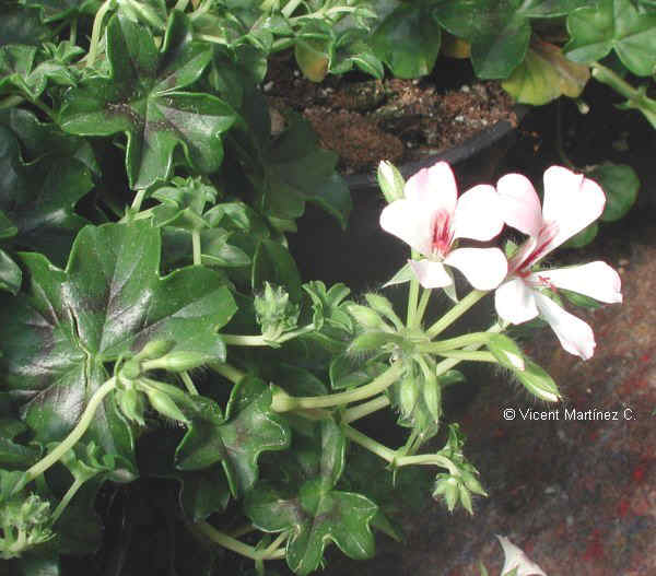 Ivy-leafed geranium cultivation – Botanical online