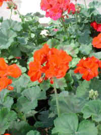 GERANIUM