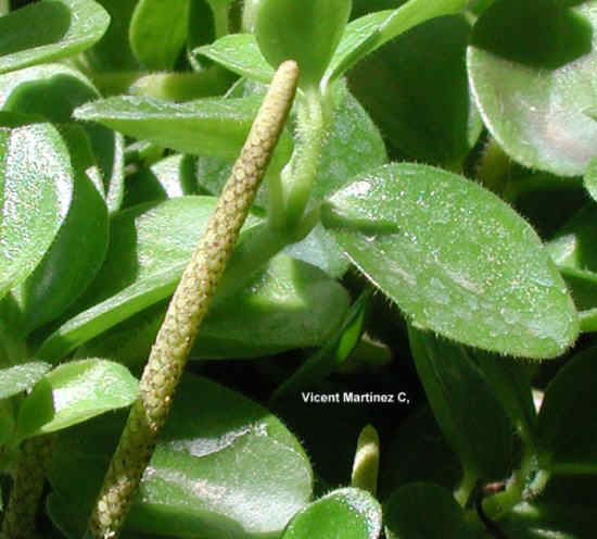 RADIATOR PLANT