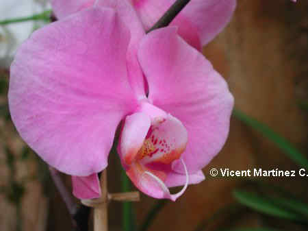 MOTH ORCHID