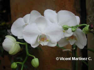 MOTH ORCHID