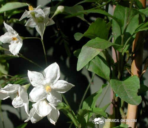 Solanum jazminoides