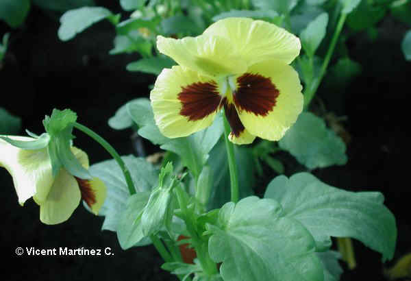 GARDEN PANSY