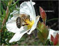 bee on a flower