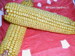 Photo of corncobs