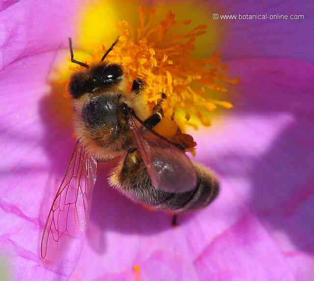 bee on a flower