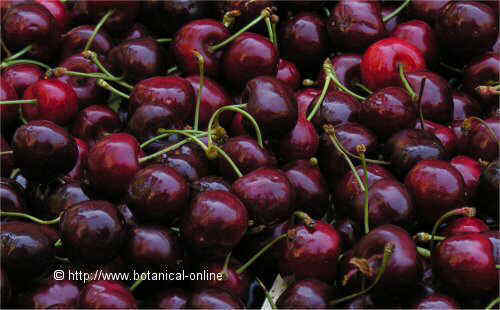 Photo of cherries