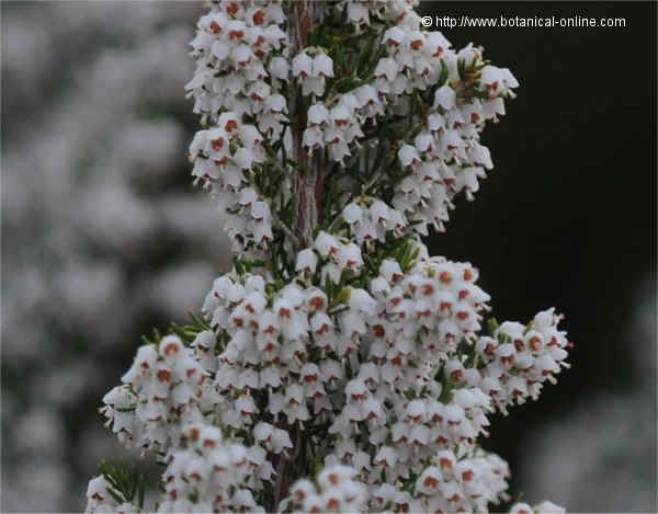 Flowers of giant heather (Erica arborea)