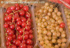 Red and white currants