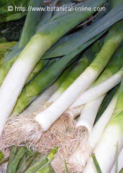 Leeks