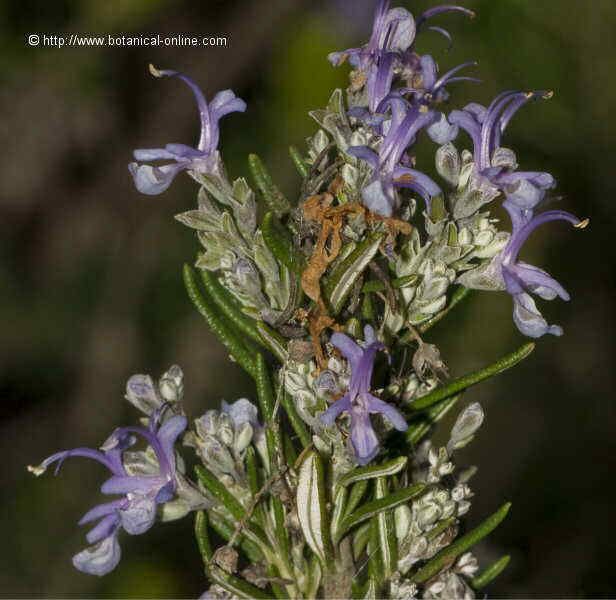 rosmarinus officinalis