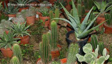 succulent plants