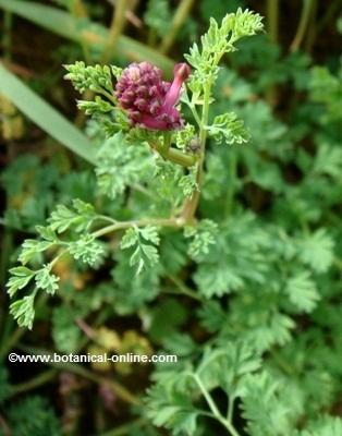 Fumitory flower