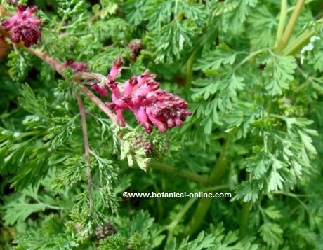 Fumitory