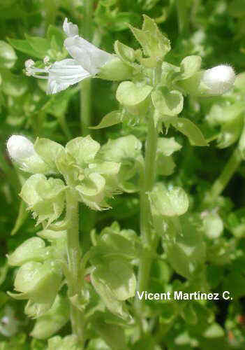 Ocimum basilicum