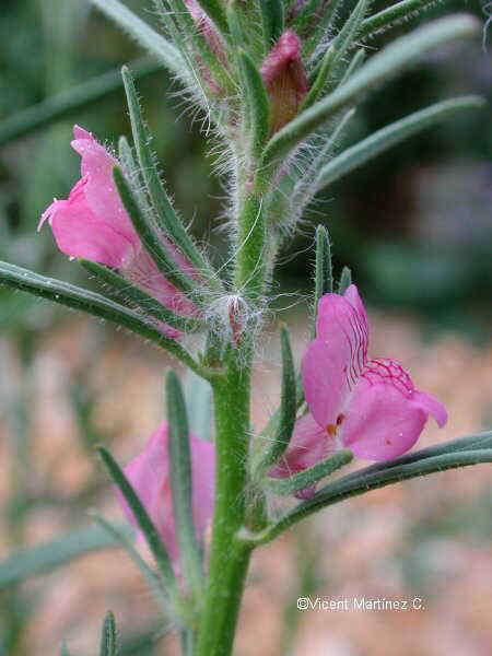 Antirrhinum orontium