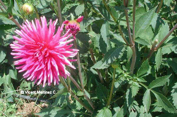 Flower contest january of 2003