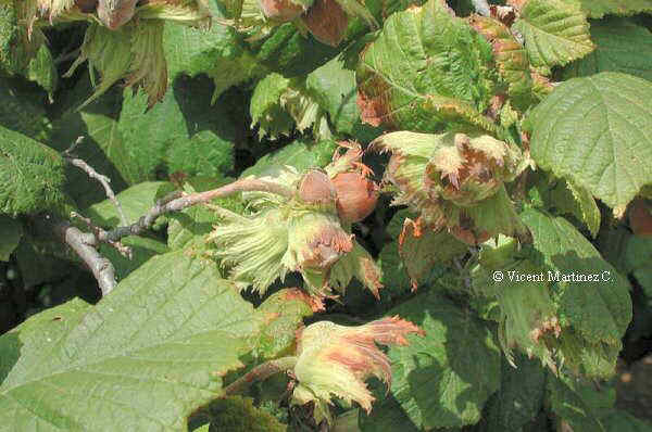 Photo of leaves and fruits of Hazel (Corylus avellana)