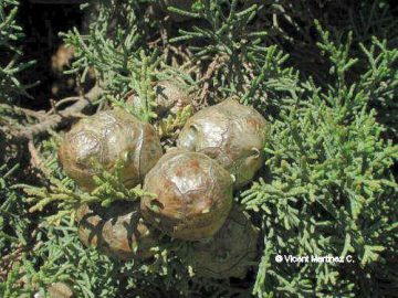 Cupressus