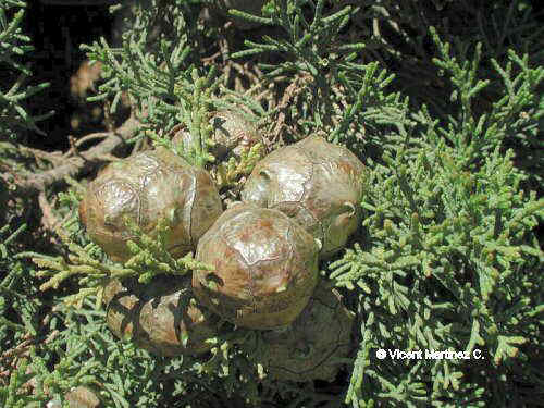 Cupressus sempervirens fuits and leaves