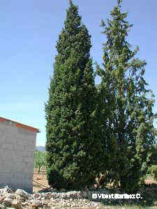 Photo of cypress tree 