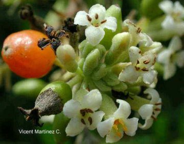 Daphne gnidium
