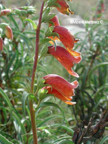 BLACK SNAPDRAGON PLANT